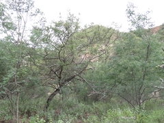 Vachellia pennatula
