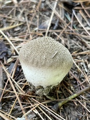 Lycoperdon echinatum
