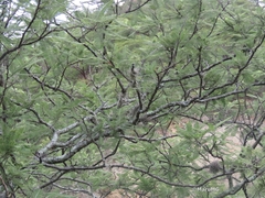 Vachellia pennatula