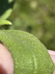 Helianthus schweinitzii