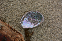 Haliotis kamtschatkana