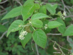 Croton ciliatoglandulifer