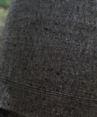 Araniella displicata