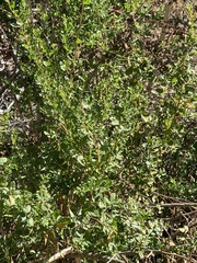 Baccharis pilularis