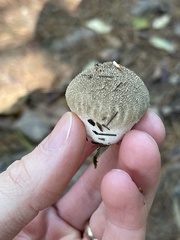 Lycoperdon echinatum