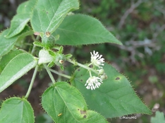 Croton ciliatoglandulifer