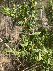 Baccharis pilularis
