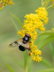 Volucella pellucens