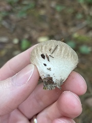 Lycoperdon echinatum
