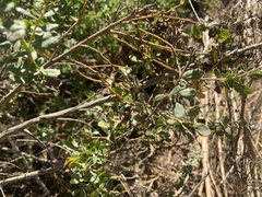 Baccharis pilularis