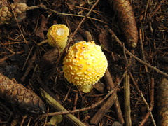Amanita muscaria
