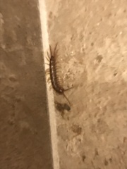 Lithobiomorpha
