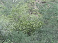 Neopringlea integrifolia