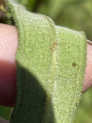Helianthus schweinitzii