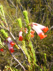 Erica regia
