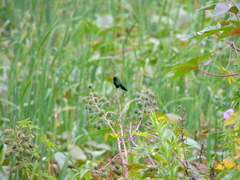 Chlorostilbon lucidus