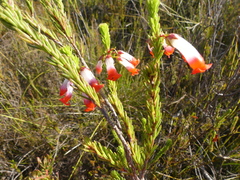 Erica regia