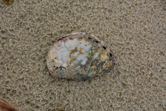 Haliotis kamtschatkana