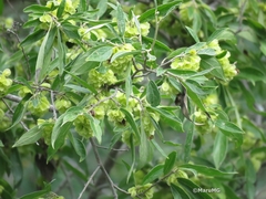 Neopringlea integrifolia