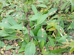 Cirsium heterophyllum
