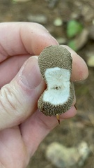 Lycoperdon echinatum