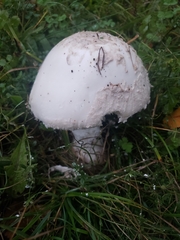 Amanita strobiliformis