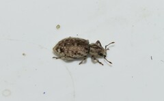 Cycloderes canescens