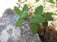 Cistus