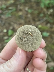 Lycoperdon echinatum