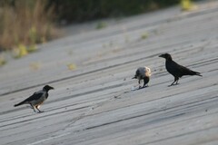Corvus frugilegus