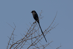 Lanius melanoleucus