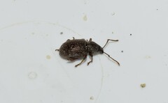 Otiorhynchus cribricollis