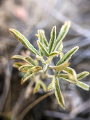 Sphaeralcea coccinea