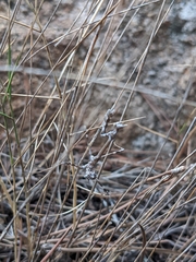 Empusa pennata