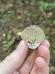 Lycoperdon echinatum
