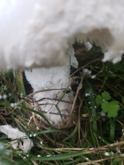 Amanita strobiliformis