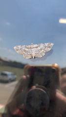 Iridopsis defectaria