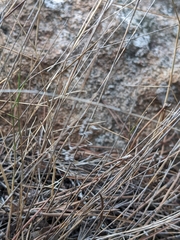 Empusa pennata