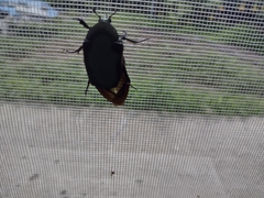 Cotinis mutabilis typica