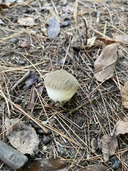 Lycoperdon echinatum