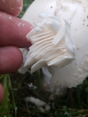 Amanita strobiliformis