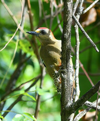 Melanerpes rubricapillus
