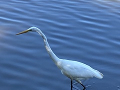 Ardea alba egretta