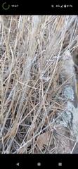Empusa pennata