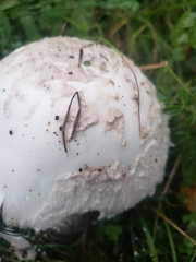 Amanita strobiliformis