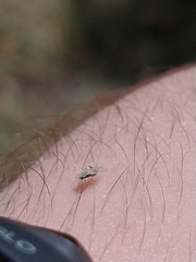 Tingidae