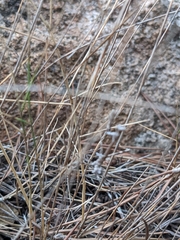 Empusa pennata