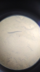 Haemopis sanguisuga