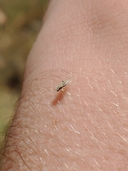 Tingidae