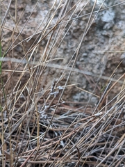 Empusa pennata